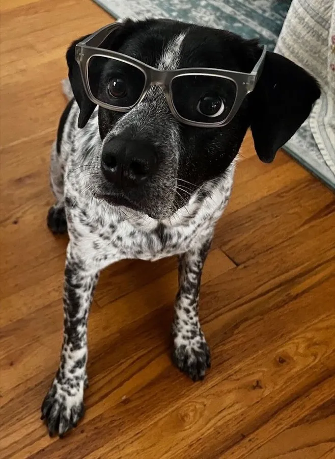 Luke the dog wearing LOOK OPTIC Cosmo blue light readers